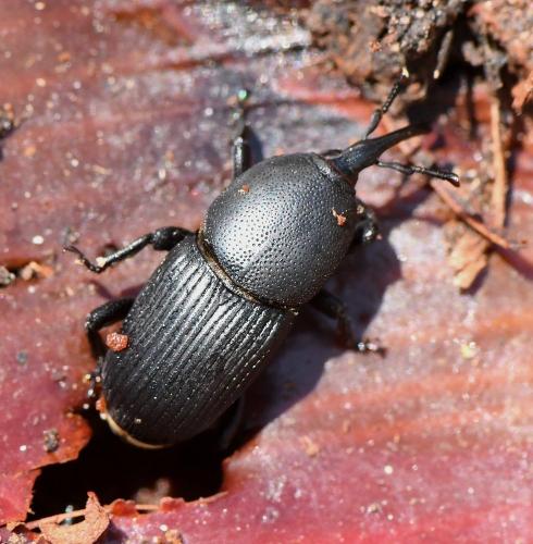Scyphophorus acupunctatus